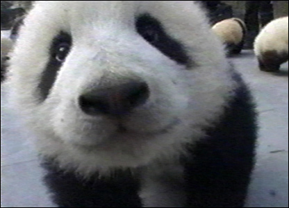 Taming The Panda Taming The Panda