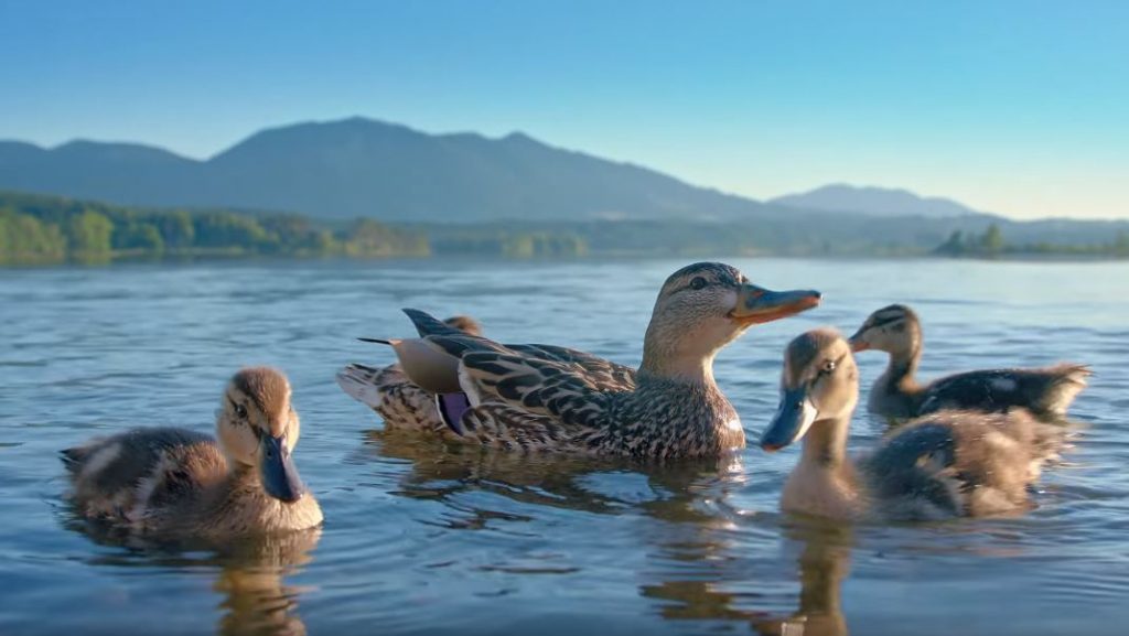 Purpose Marketing - Meet The Brand That's Quacked It