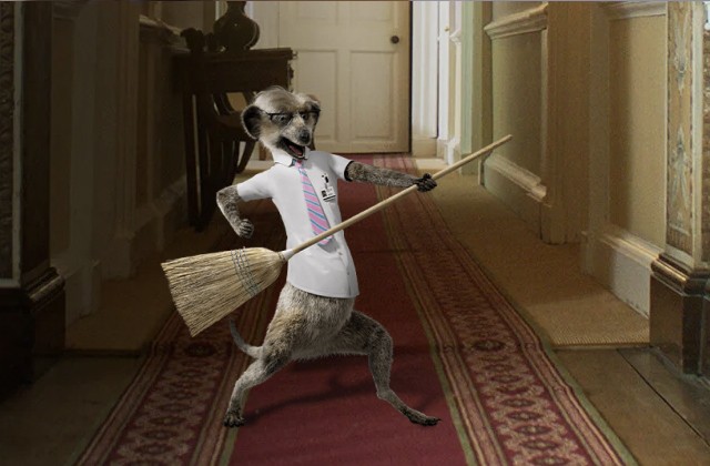 Meerkats Get Organized for the New Year