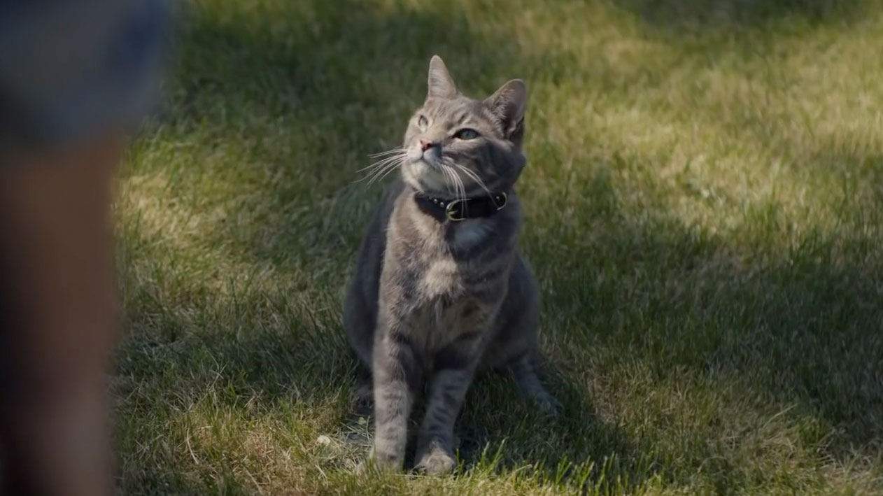 How Furry Friends Create Feel-good Advertising