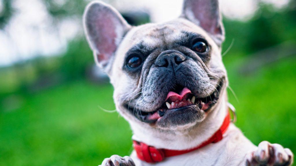 How Furry Friends Create Feel-good Advertising