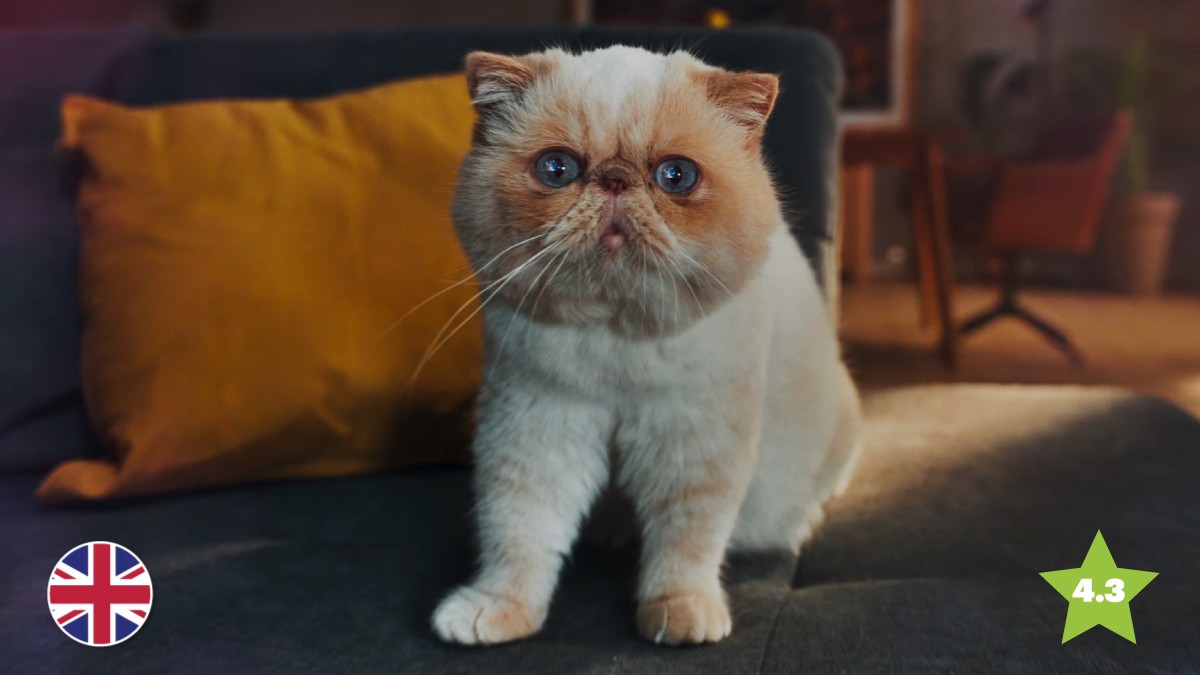 From Meow to Wow with Samsung