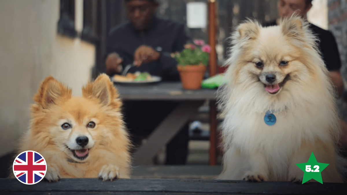 Reigning Cats & Dogs: Battersea Are The Charity Ad Champs