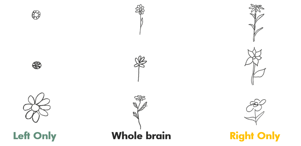 The Divided Brain and its Implications for Attention and Creativity