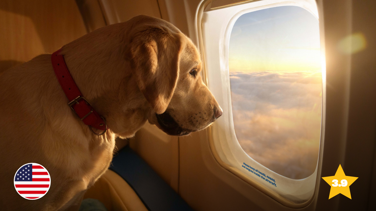 Bark’s Canine Airline a Surprise Success
