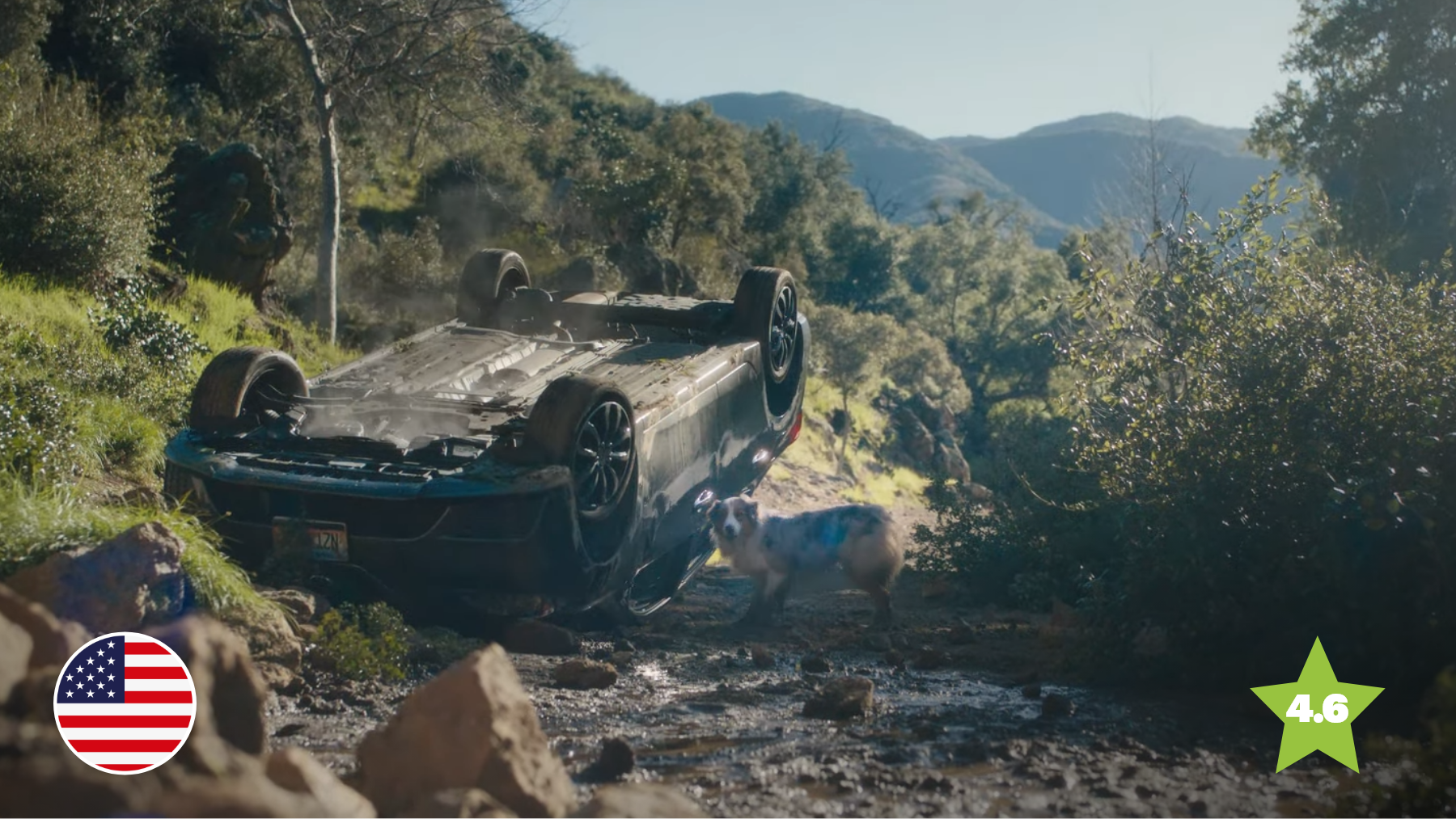 Travelers’ Lost Dog Ad Turns Tragedy to Triumph