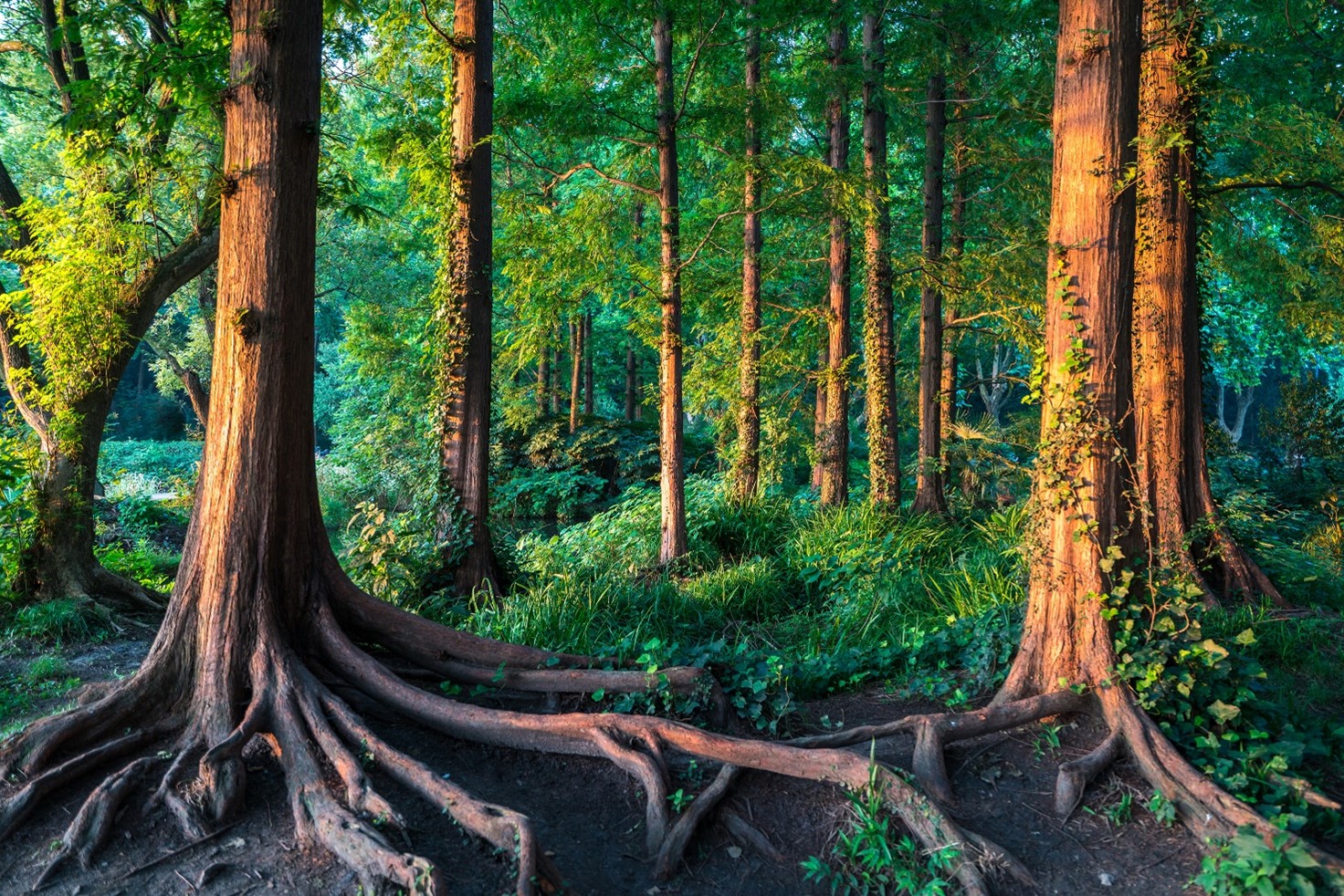 From Sapling to Oak: How New-to-TV Brands Can Maximise Growth with TV Advertising