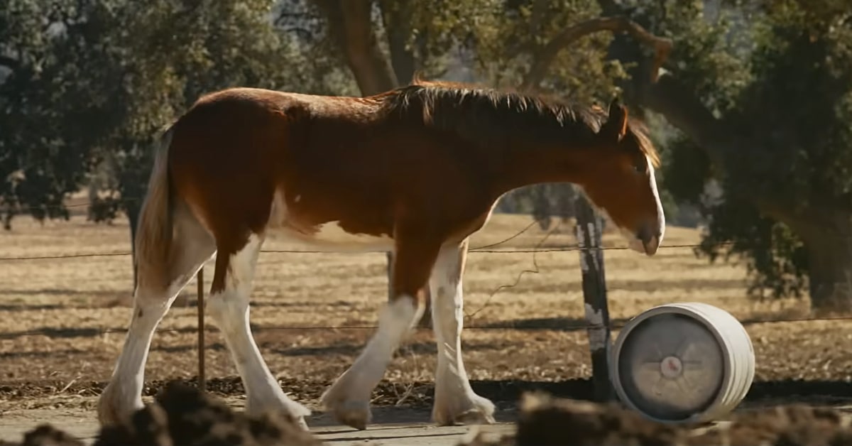 The Most Distinctive Ads of the Big Game